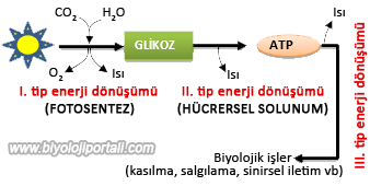 Canlılarda enerji döşümü basamakları